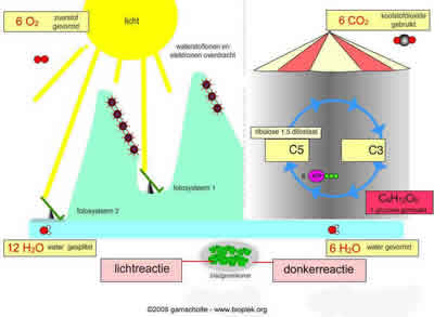 fotosynthesemodel